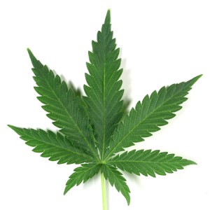 Cannabis marijuana thérapeutique