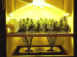 Culture de marijuana bio en intérieur sous lampes HP sodium