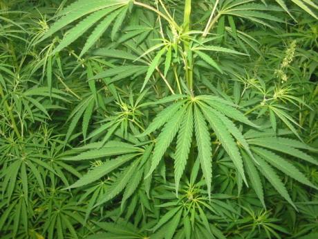 La plante de marijuana bio cannabis