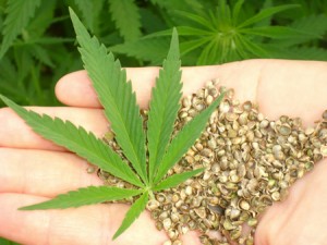 Graines de marijuana biologiques