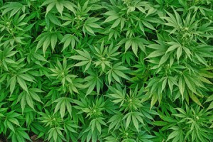 plantes de marijuana biologiques
