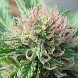 Marijuana cultivée biologiqement