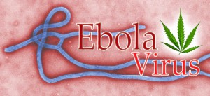 La marijuana bio contre le virus de l'ébola